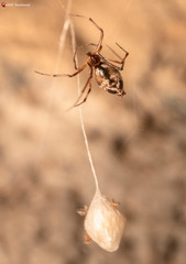 Neospintharus parvus