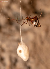 Neospintharus parvus