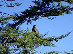 Parabuteo unicinctus