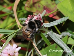 Bombus formosellus