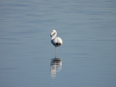 Phoenicopterus roseus