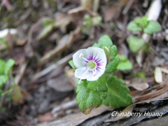 Veronica oligosperma