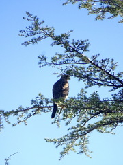 Parabuteo unicinctus