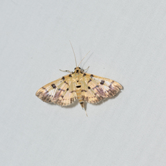 Pardomima pompusalis