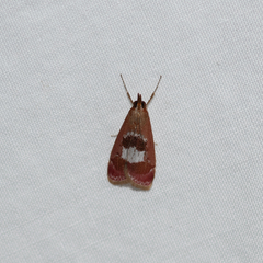 Syntonarcha vulnerata