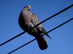 Patagioenas maculosa