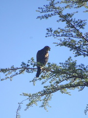 Parabuteo unicinctus