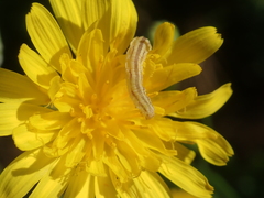 Eupithecia centaureata
