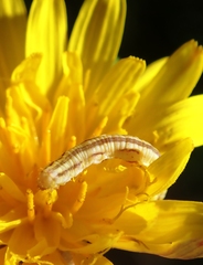 Eupithecia centaureata