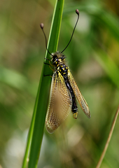 Libelloides ictericus