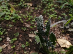 Fungi
