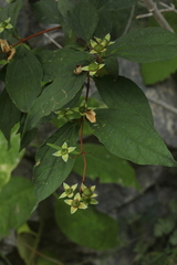 Philadelphus caucasicus
