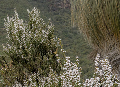Taxandria parviceps