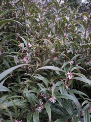 Magnoliopsida