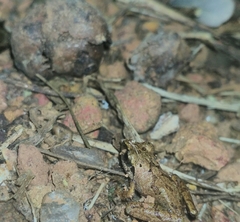 Pseudophilautus wynaadensis