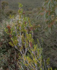 Melaleuca inops