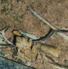 Pseudophilautus wynaadensis