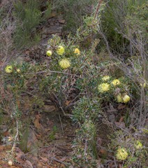Banksia armata