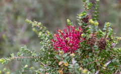Melaleuca anisandra