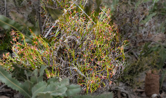 Anarthria polyphylla