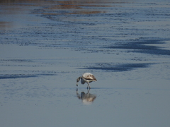 Phoenicopterus roseus