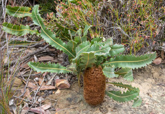 Banksia gardneri