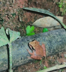 Pseudophilautus wynaadensis