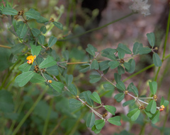 Gastrolobium bilobum