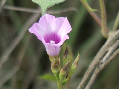Ipomoea grandifolia