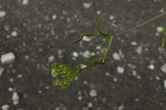 Peucedanum longifolium