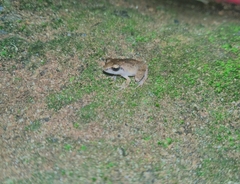 Pseudophilautus wynaadensis