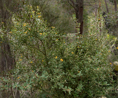 Gastrolobium bilobum