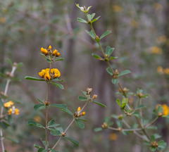 Gastrolobium bilobum