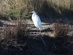 Ardea alba