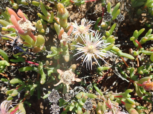 Image of Vanzijlia annulata by no rights reserved