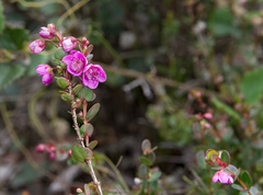 Hypocalymma speciosum