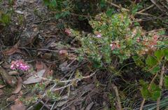 Hypocalymma speciosum