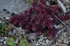 Petrosedum ochroleucum