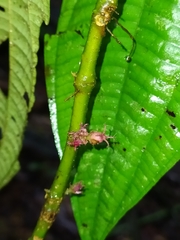 Miconia trichocalyx