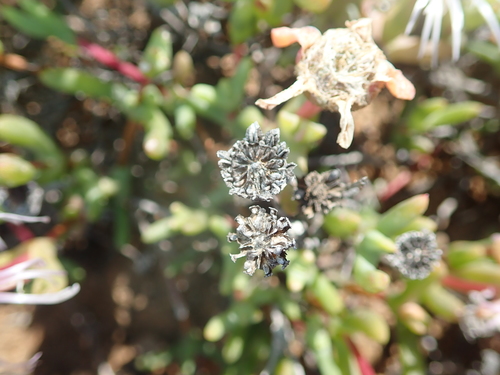 Image of Vanzijlia annulata by no rights reserved