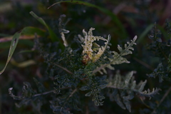 Reseda alba