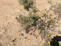 Vanzijlia annulata