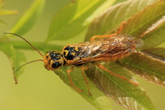 Pamphilius histrio