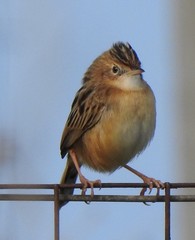 Cisticola juncidis