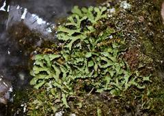 Asterella tenella