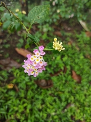 Lantana rugosa