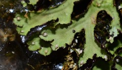 Asterella tenella
