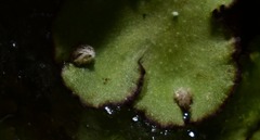Asterella tenella