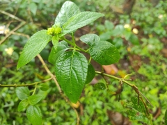 Lantana rugosa