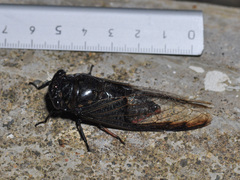 Cryptotympana aquila